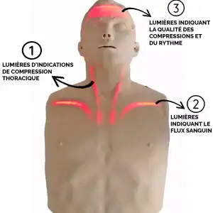 Mannequin Brayden adulte de formation