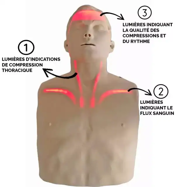 Mannequin Brayden adulte de formation